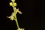 Incised agrimony